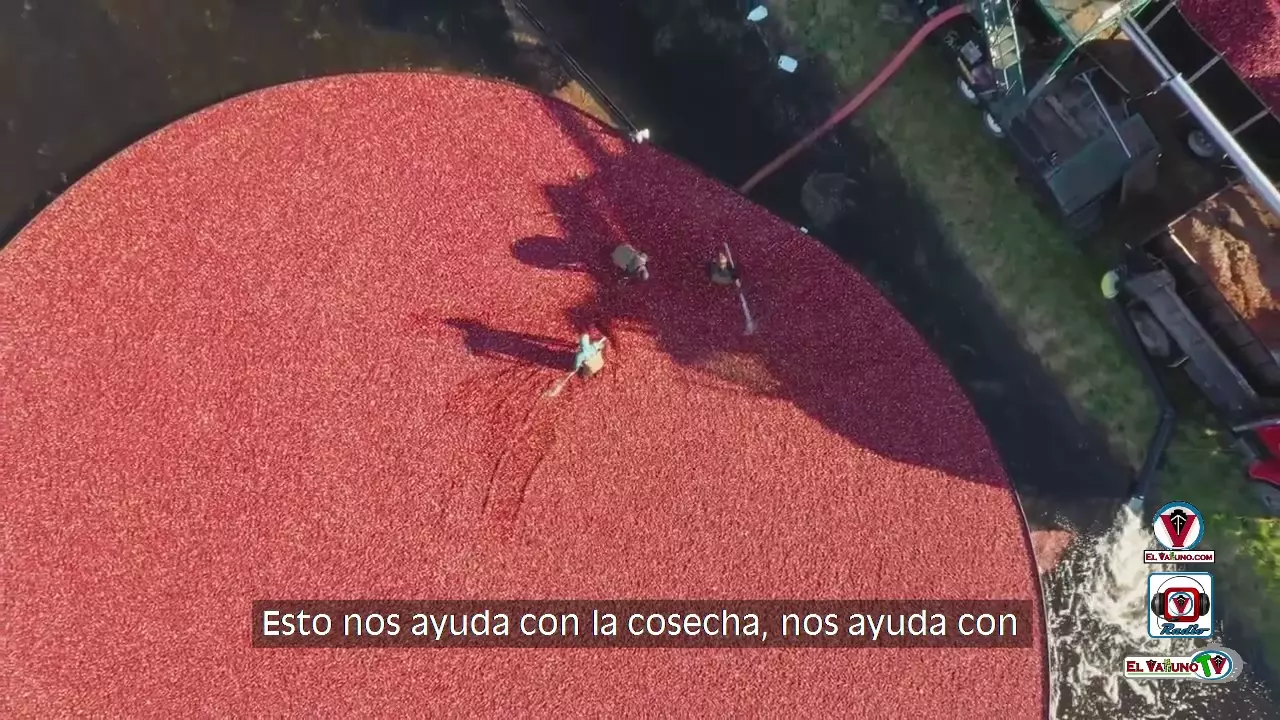 Colombia Consume Mas Cranberries.