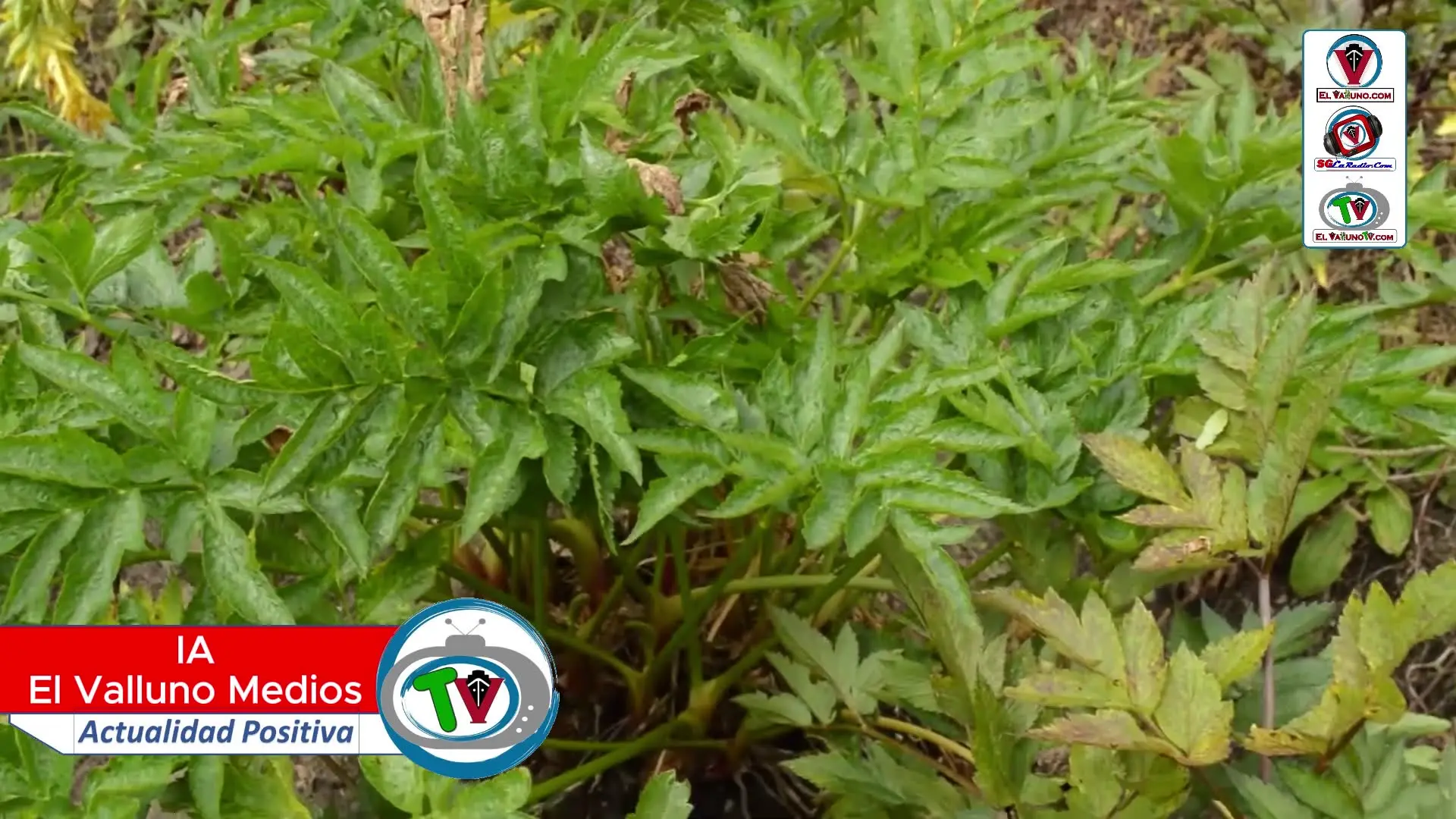 Beneficios de la Arracacha