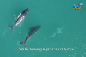 Inicia el 5To Festival de Ballenas y Cantaoras.