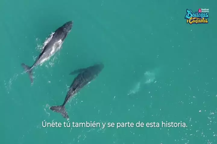 Inicia el 5To Festival de Ballenas y Cantaoras.