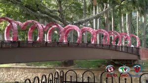 Avanza Alumbrado Navideño.