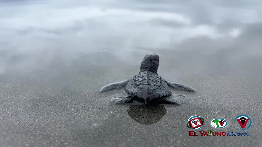 500 Neonatos De Tortugas Marinas Fueron Liberados